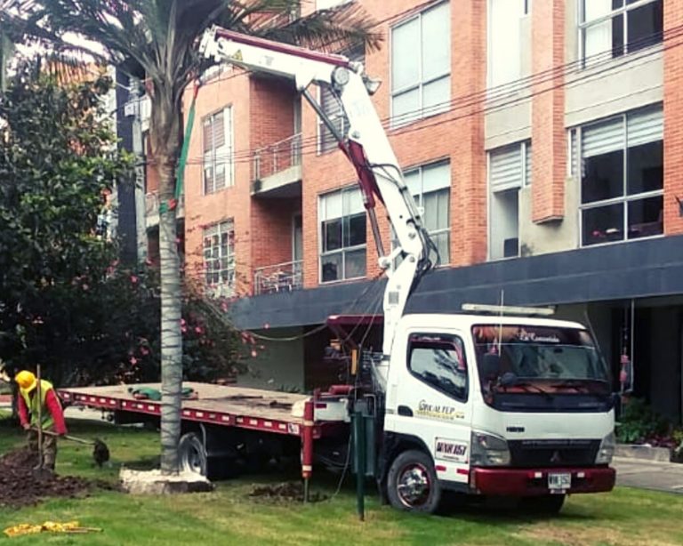 izaje árbol